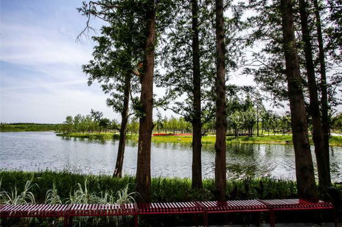 七万株美树撑起花博园绿色天际线，光明食品集团种树有方，用了这三招秘诀